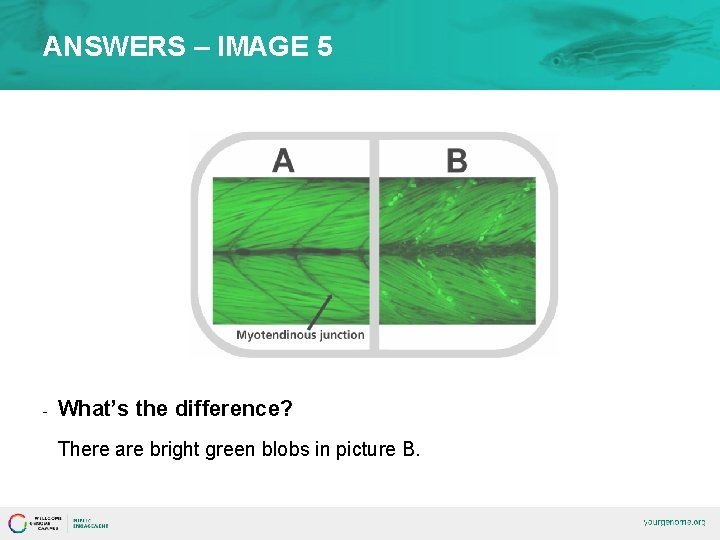 ANSWERS – IMAGE 5 - What’s the difference? There are bright green blobs in