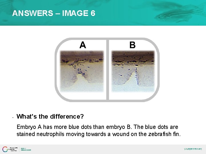 ANSWERS – IMAGE 6 - What’s the difference? Embryo A has more blue dots