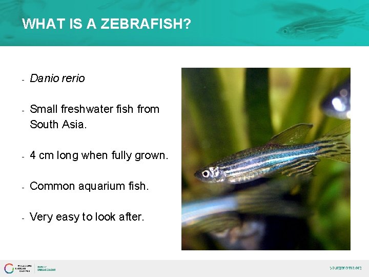 WHAT IS A ZEBRAFISH? - Danio rerio - Small freshwater fish from South Asia.