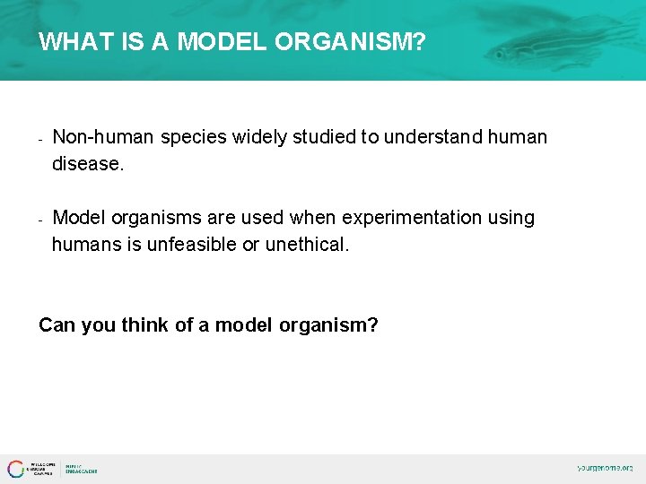 WHAT IS A MODEL ORGANISM? - Non-human species widely studied to understand human disease.