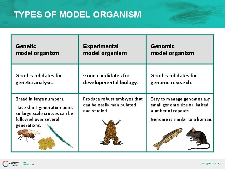TYPES OF MODEL ORGANISM Genetic model organism Experimental model organism Genomic model organism Good