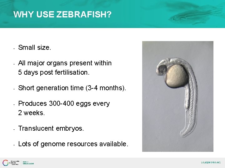 WHY USE ZEBRAFISH? - Small size. - All major organs present within 5 days