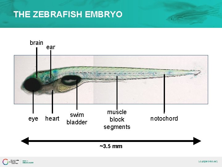 THE ZEBRAFISH EMBRYO brain eye ear heart swim bladder muscle block segments ~3. 5