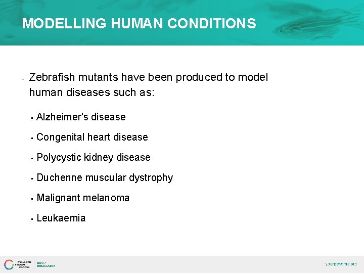 MODELLING HUMAN CONDITIONS - Zebrafish mutants have been produced to model human diseases such