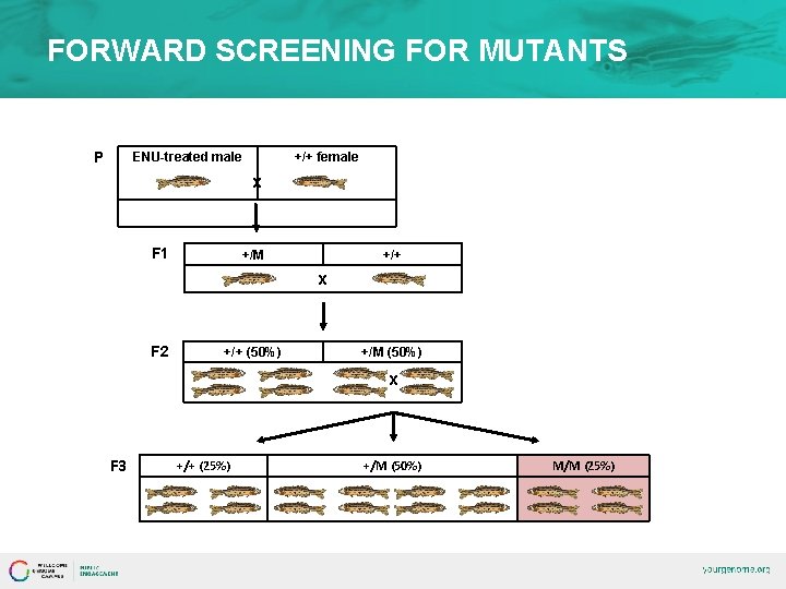 FORWARD SCREENING FOR MUTANTS P ENU-treated male +/+ female x F 1 +/M +/+