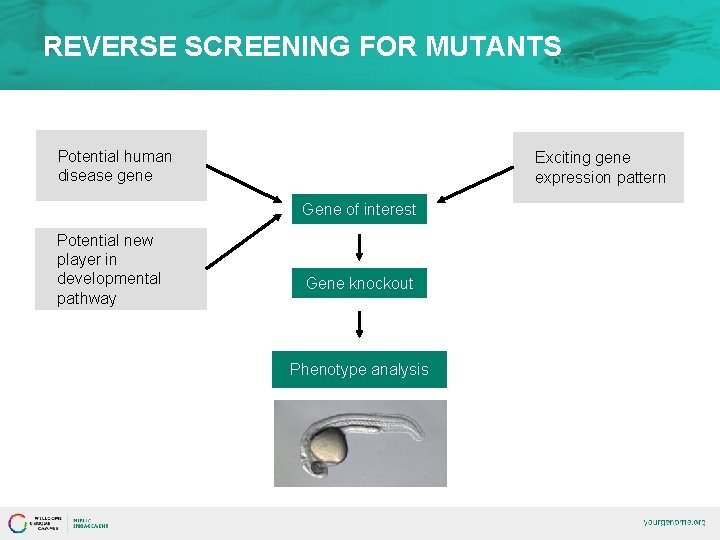 REVERSE SCREENING FOR MUTANTS Potential human disease gene Exciting gene expression pattern Gene of