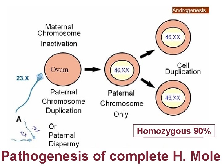 Homozygous 90% Pathogenesis of complete H. Mole 