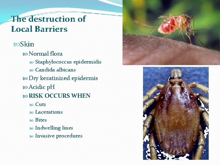 The destruction of Local Barriers Skin Normal flora Staphylococcus epidermidis Candida albicans Dry keratinized