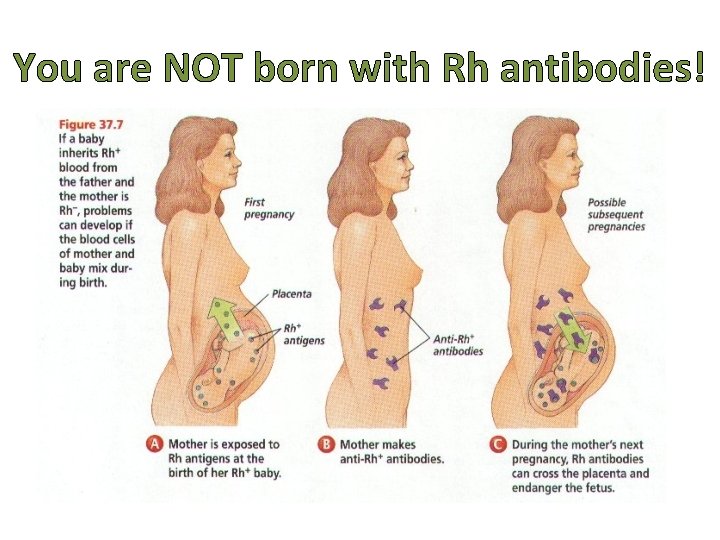 You are NOT born with Rh antibodies! 