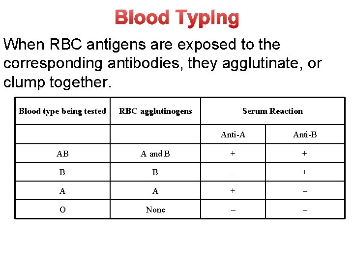 Blood Typing When RBC antigens are exposed to the corresponding antibodies, they agglutinate, or