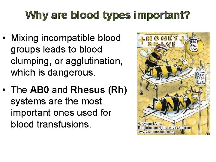 Why are blood types important? • Mixing incompatible blood groups leads to blood clumping,