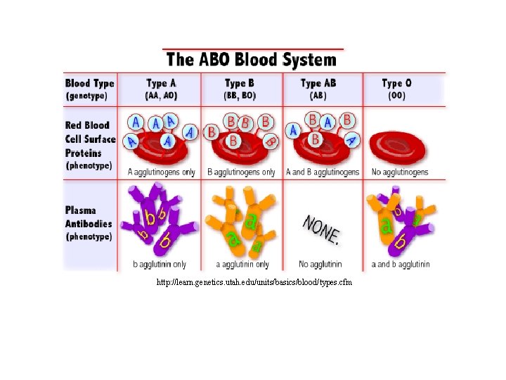 http: //learn. genetics. utah. edu/units/basics/blood/types. cfm 
