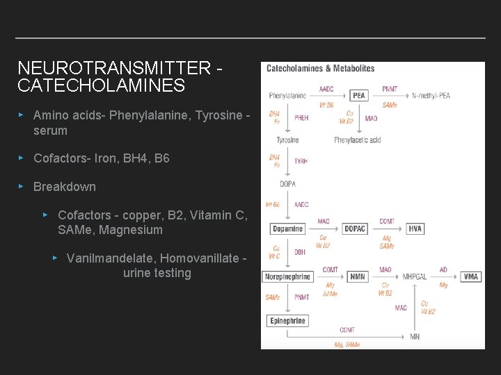 NEUROTRANSMITTER CATECHOLAMINES ▸ Amino acids- Phenylalanine, Tyrosine serum ▸ Cofactors- Iron, BH 4, B