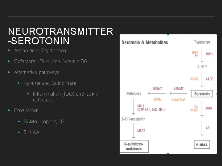 NEUROTRANSMITTER -SEROTONIN ▸ Amino acid- Tryptophan ▸ Cofactors - BH 4, Iron, Vitamin B