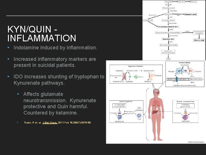 KYN/QUIN INFLAMMATION ▸ Indolamine induced by inflammation. ▸ Increased inflammatory markers are present in