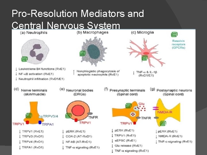 Pro-Resolution Mediators and Central Nervous System 