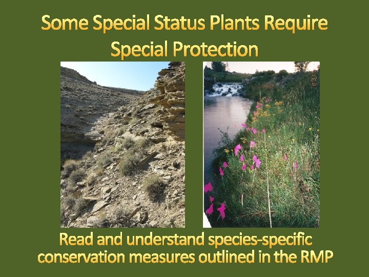 Some Special Status Plants Require Special Protection Read and understand species-specific conservation measures outlined
