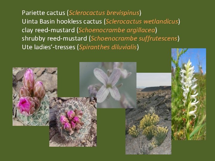 Pariette cactus (Sclerocactus brevispinus) Uinta Basin hookless cactus (Sclerocactus wetlandicus) clay reed-mustard (Schoenocrambe argillacea)