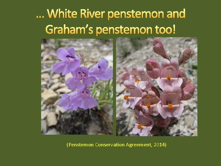 … White River penstemon and Graham’s penstemon too! (Penstemon Conservation Agreement, 2014) 