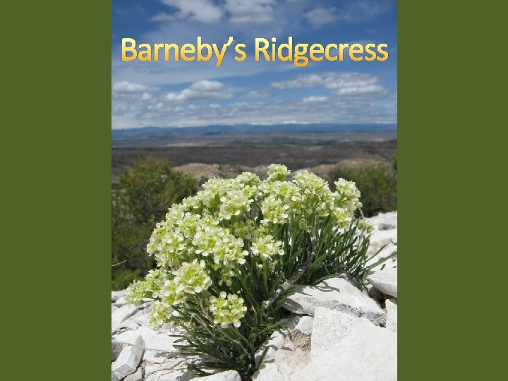 Barneby’s Ridgecress 