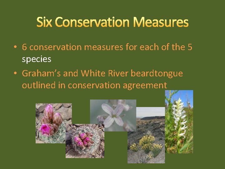 Six Conservation Measures • 6 conservation measures for each of the 5 species •
