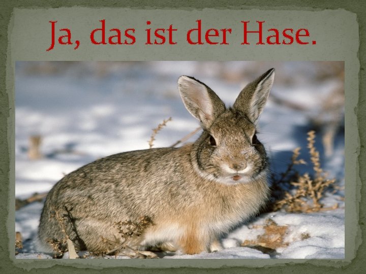 Ja, das ist der Hase. 