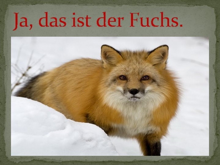 Ja, das ist der Fuchs. 