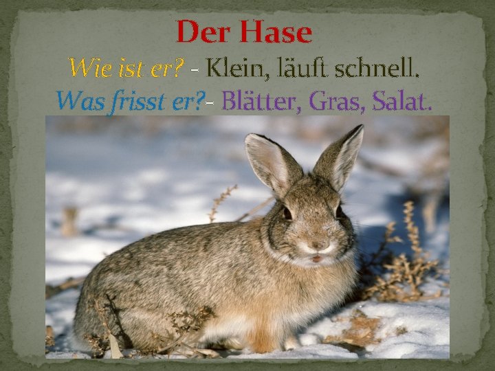 Der Hase Wie ist er? - Klein, läuft schnell. Was frisst er? - Blätter,