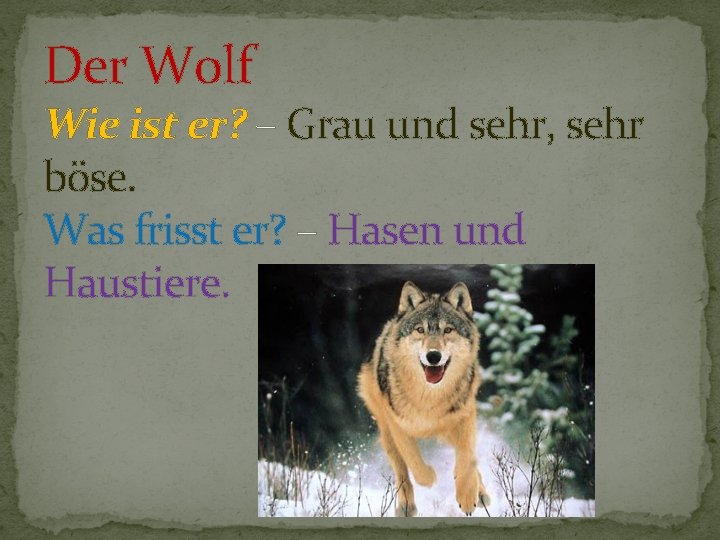 Der Wolf Wie ist er? – Grau und sehr, sehr böse. Was frisst er?