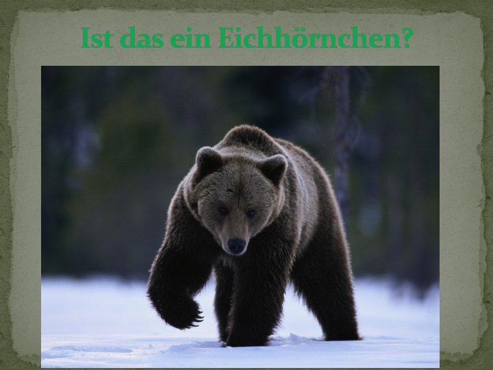 Ist das ein Eichhörnchen? 