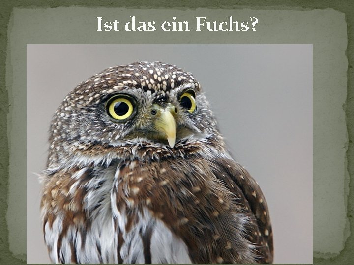 Ist das ein Fuchs? 