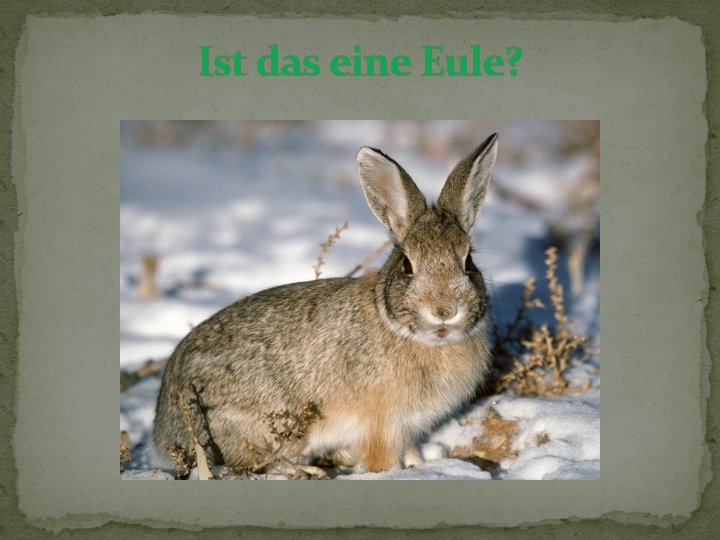 Ist das eine Eule? 