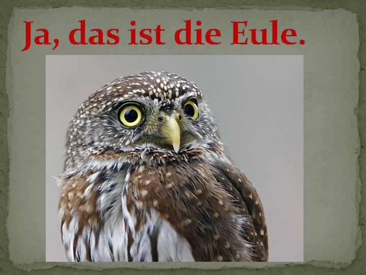 Ja, das ist die Eule. 