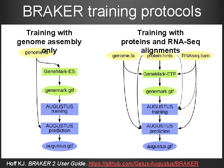 BRAKER training protocols Training with genome assembly only Training with proteins and RNA-Seq alignments