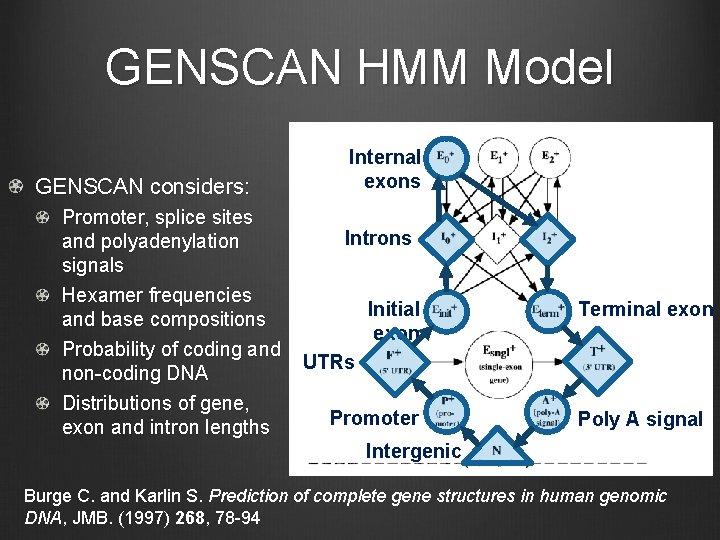 GENSCAN HMM Model GENSCAN considers: Promoter, splice sites and polyadenylation signals Hexamer frequencies and