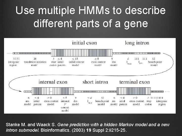 Use multiple HMMs to describe different parts of a gene Stanke M. and Waack