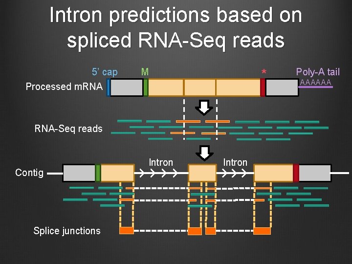 Intron predictions based on spliced RNA-Seq reads 5’ cap M * Processed m. RNA-Seq
