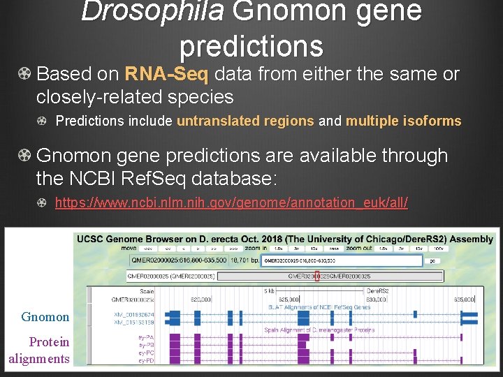 Drosophila Gnomon gene predictions Based on RNA-Seq data from either the same or closely-related
