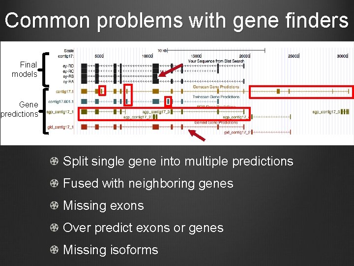 Common problems with gene finders Final models Gene predictions Split single gene into multiple