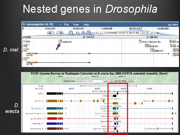 Nested genes in Drosophila D. mel. D. erecta 