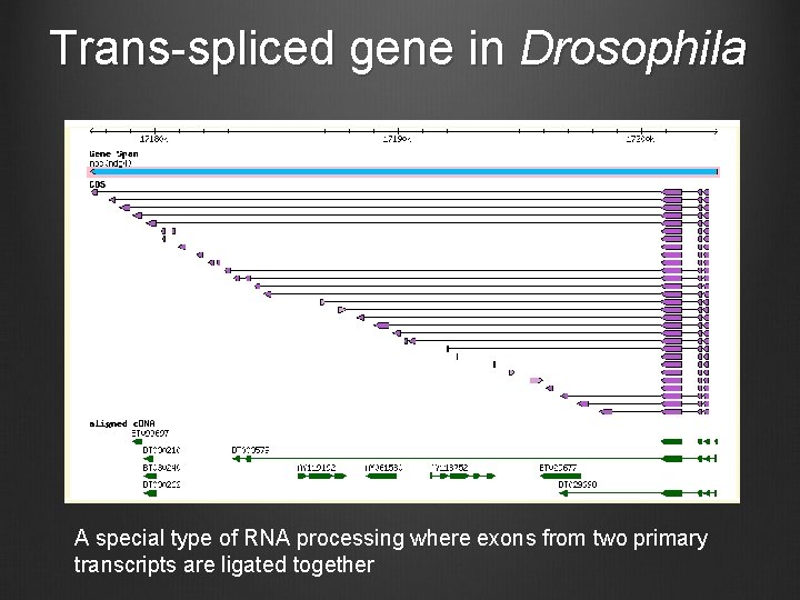 Trans-spliced gene in Drosophila A special type of RNA processing where exons from two