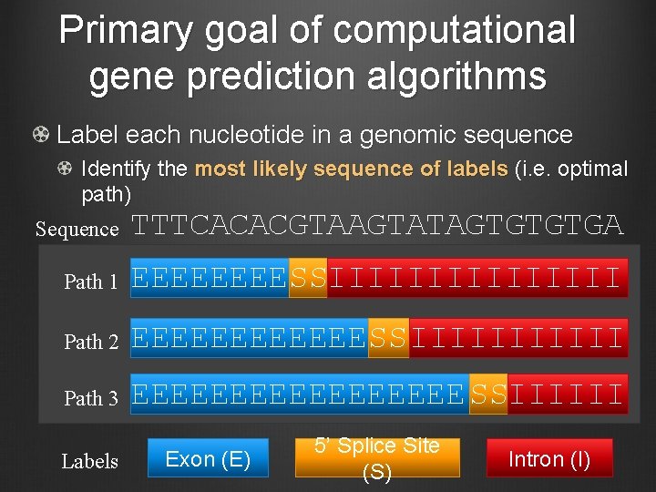 Primary goal of computational gene prediction algorithms Label each nucleotide in a genomic sequence