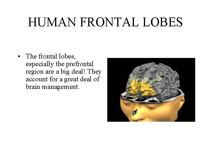 HUMAN FRONTAL LOBES • The frontal lobes, especially the prefrontal region are a big