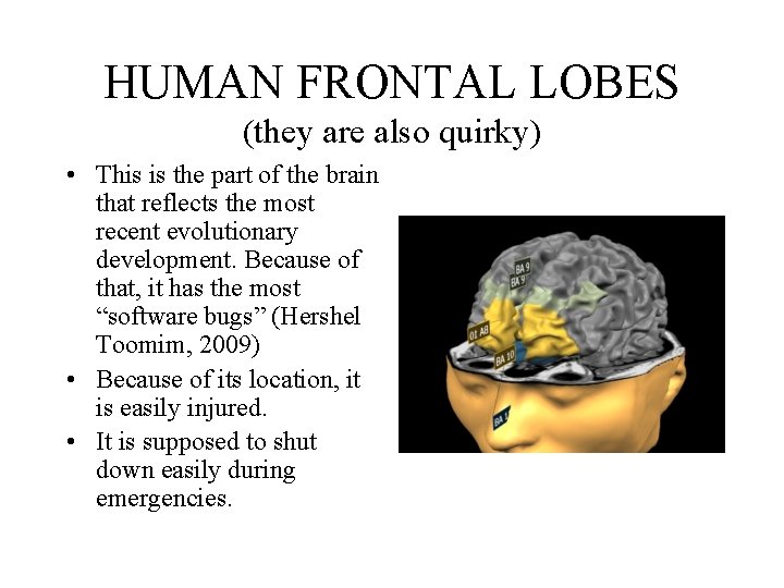 HUMAN FRONTAL LOBES (they are also quirky) • This is the part of the
