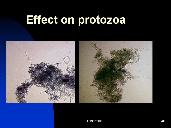 Effect on protozoa Disinfection 40 