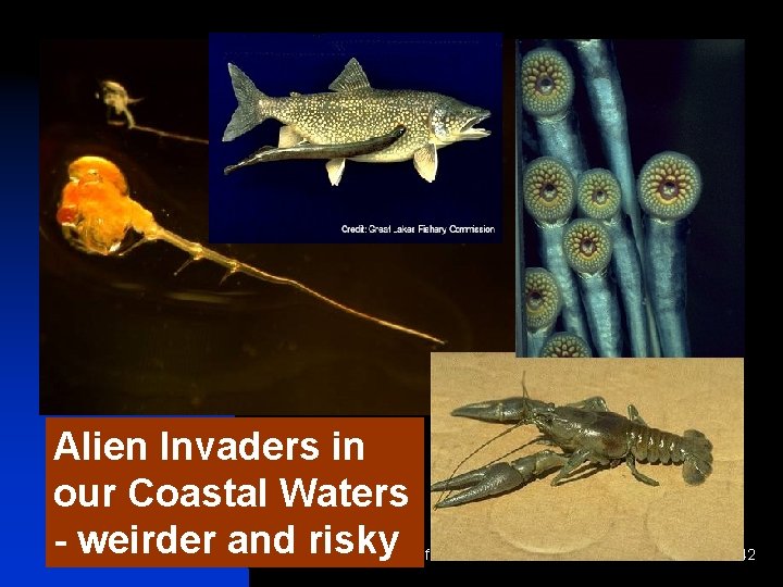 Alien Invaders in our Coastal Waters - weirder and risky Disinfection 42 