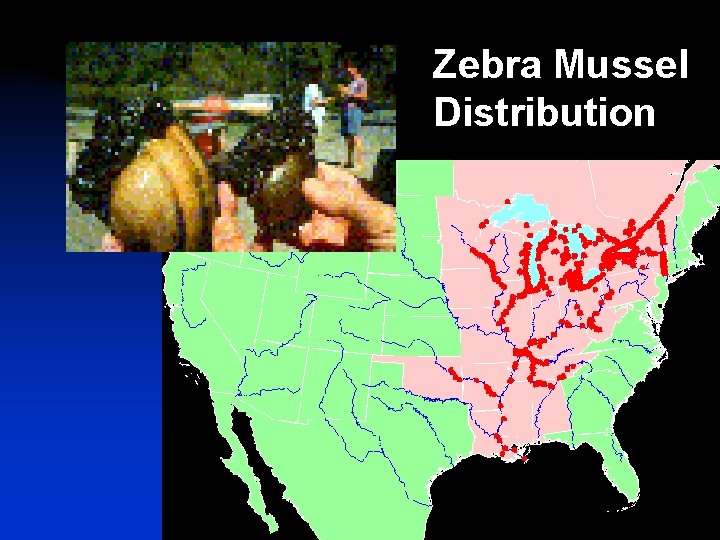 Zebra Mussel Distribution Disinfection 44 