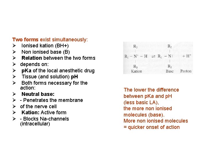 Two forms exist simultaneously: Ø Ionised kation (BH+) Ø Non ionised base (B) Ø