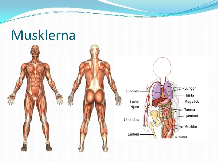 Musklerna 