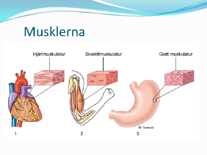 Musklerna 